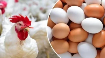 تحديث جديد للأسواق.. أسعار الدواجن والبيض اليوم الأربعاء في مصر ينشر تفاصيلها بوضوح